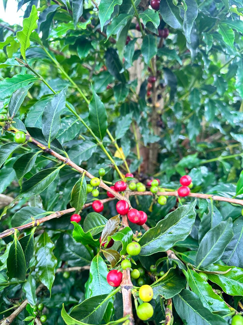 Colombia El Encanto Geisha Exotico - 40469 - 20.0 kg Box/Vacuum Pack - SPOT SHANGHAI