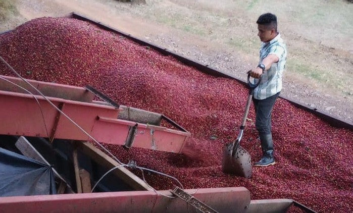 Costa Rica San Ramon Peaberry Especial - 42039 - GrainPro Bags - April 2027 Shipment - RCWHSE
