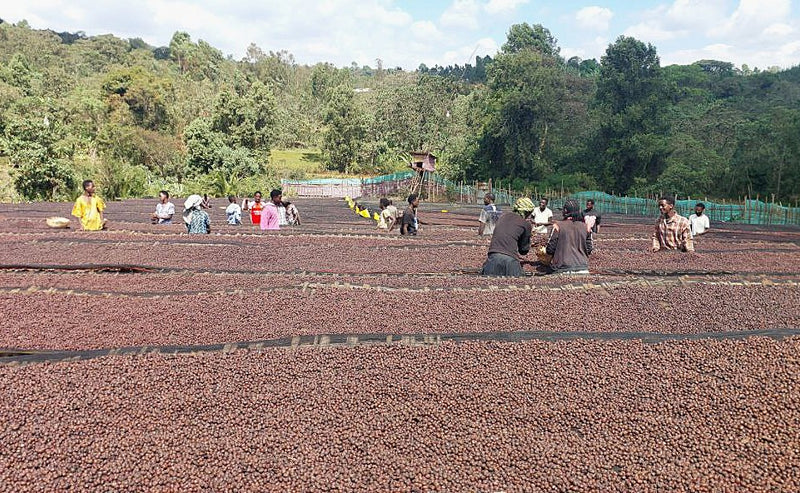 Ethiopia Gedeb 1 Natural Lalesa - 39082 - 30.0 kg GrainPro Bags - SPOT SHANGHAI