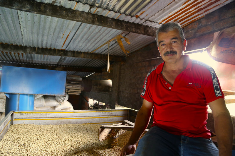 Colombia Cauca Caldono Castillo AA - 39107 - 70.2 kg GrainPro Bags - SPOT SEAFORTH