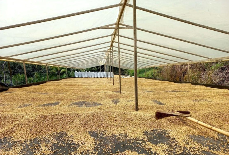 COLOMBIA ORGANIC EXCELSO EP - 39906 - 70.0 kg Bags - SPOT RCWHSE