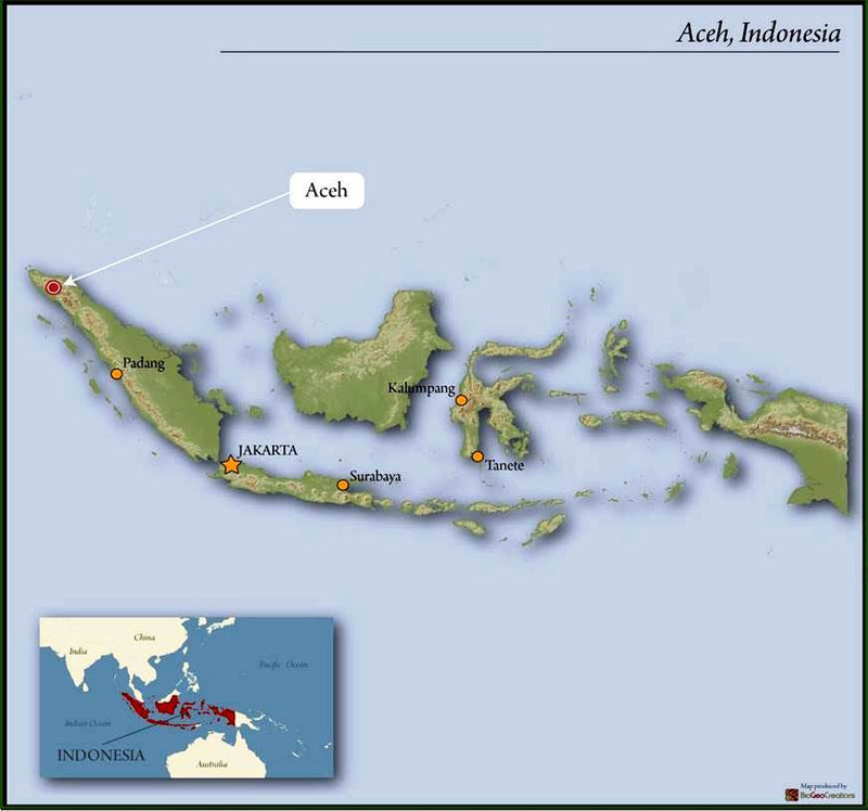 Sumatra Gayo Wet Hull Grade 1 - 39195 - SPOT RCWHSE