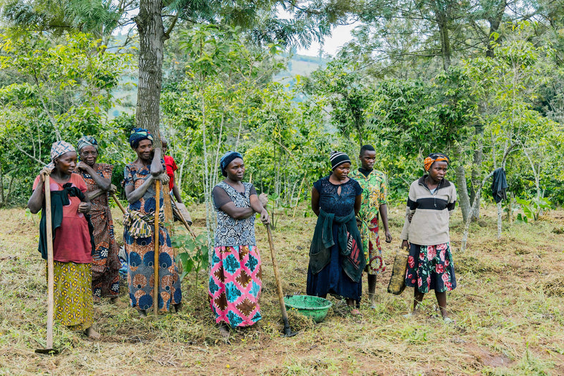 Rwanda Rulindo Murambi  - Lot 3 - 38181-3 - GrainPro Bags - SPOT COSEATAC