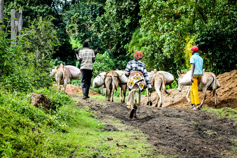 Kenya Nyeri Othaya Peaberry - 10KE2021 - 39974-1 - GrainPro Bags - SPOT COMIDWEST