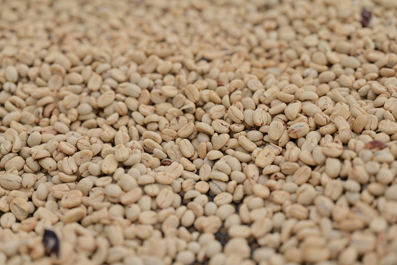 NICARAGUA ORGANIC COMHORSA SHG EP - 39144 - SPOT RCWHSE