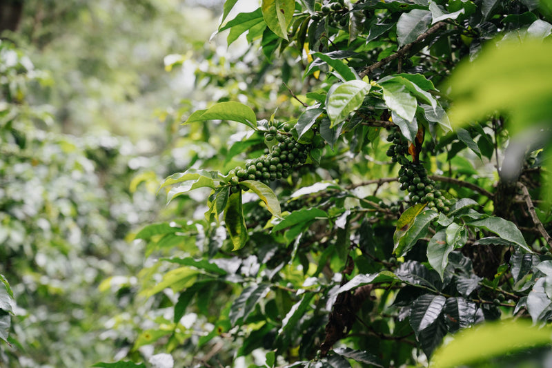 Crown Jewel Guatemala Washed Antigua Luis Girón - 41447-1 - SPOT RCWHSE