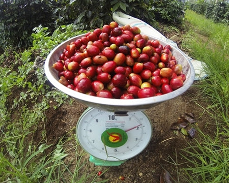 SUMATRA ORGANIC TAKENGON JAGONG MILL RED CHERRY - 33512 - GrainPro Bags - SPOT RCWHSE