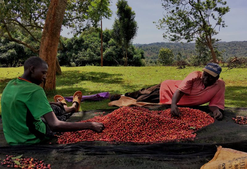 Kenya Nyeri Rukira Peaberry - 14N0009  *49914S* - 24737 - 30.0 kg Box/Vacuum Pack - SPOT RCWHSE