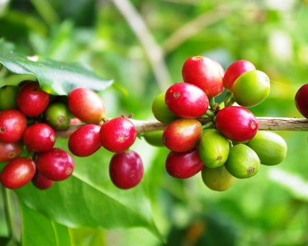 Decaf Espresso Amani Sana Africa Blend Royal Select Swiss Water - 32570-4 - SPOT SEAFORTH