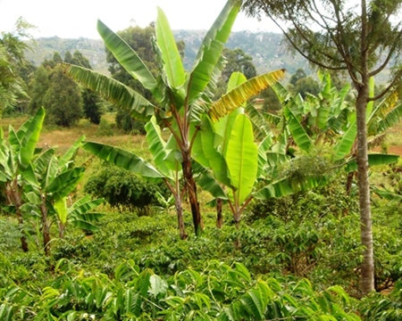 Tanzania Ruvuma Washed Peaberry - *51266* - 25730-4 - GrainPro Bags - SPOT DUPUYHOU