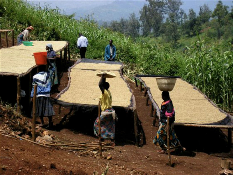 Rwanda Murundo Kivubelt People's Farm - 31720 - GrainPro Bags - SPOT RCWHSE