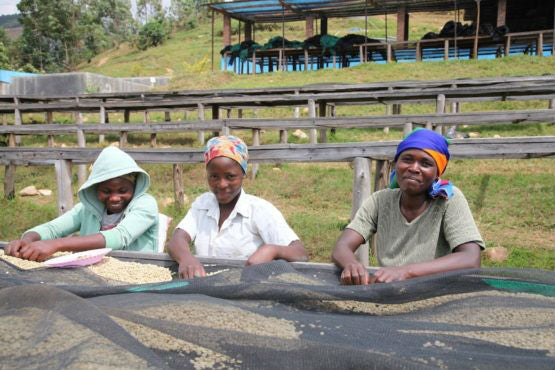 Rwanda Nyamasheke Kivubelt Cyiya - *51553* - 25686 - GrainPro Bags - SPOT COSEATAC