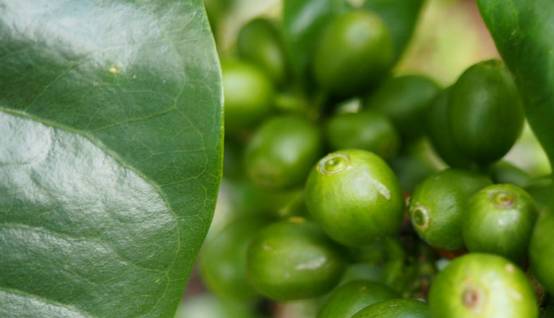 Rwanda Nyamasheke Kivubelt Cyiya - *51553* - 25686 - GrainPro Bags - SPOT COSEATAC