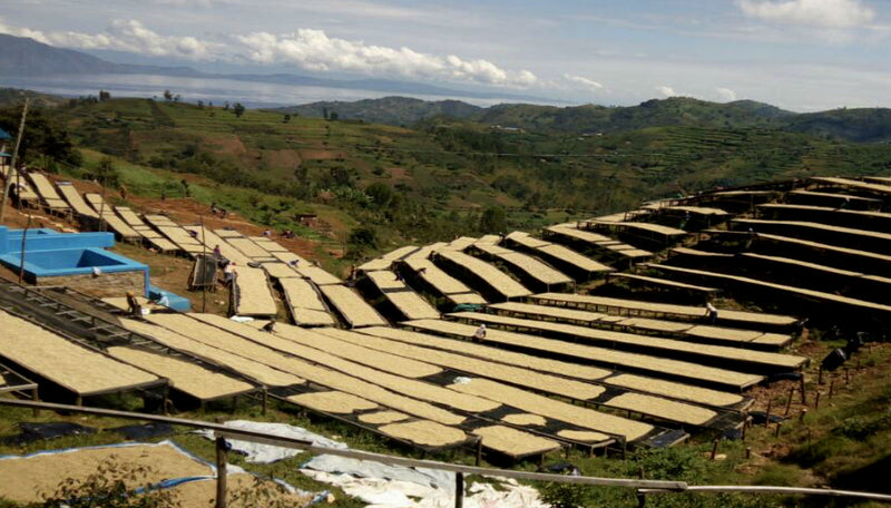 Rwanda Nyamasheke Kivubelt Cyiya - *51553* - 25686 - GrainPro Bags - SPOT RCWHSE