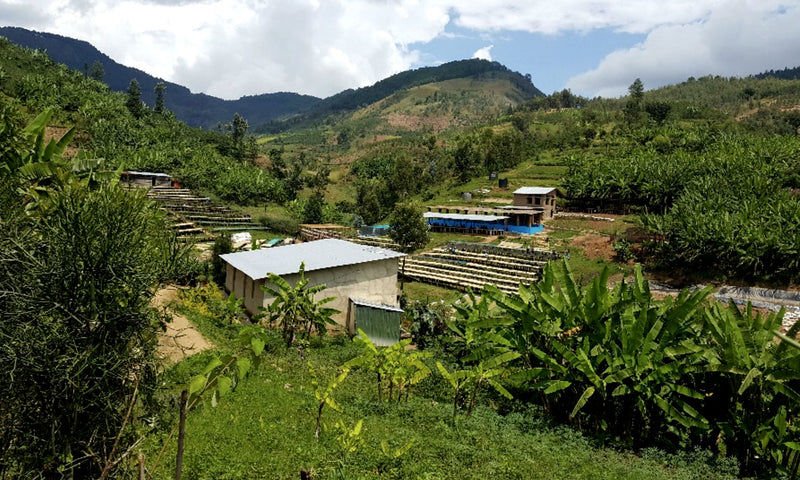 Rwanda Murundo Kivubelt Peoples' Farm - LOT 1 - 29247 - SPOT RCWHSE