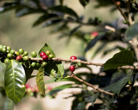 MEXICO ORGANIC OAXACA MIXTECA GUADALUPE MIRAMAR - 31198 - GrainPro Bags - SPOT SEAFORTH