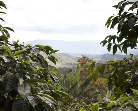 MEXICO ORGANIC OAXACA MIXTECA GUADALUPE MIRAMAR - 28108-2 - GrainPro Bags - SPOT SEAFORTH