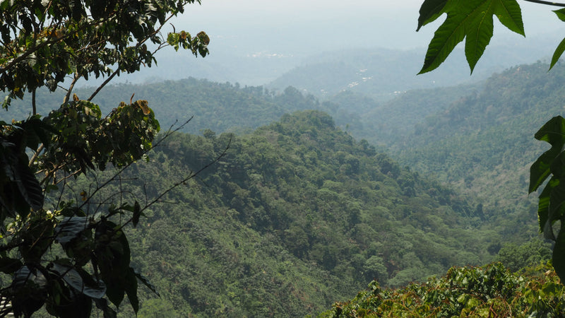 Mexico Altura Finca San Carlos - Lot 1 *49722* - 24712 - SPOT RCWHSE