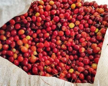 Mexico Oaxaca Pluma Sierra Sur Ozolotepec - 31320 - GrainPro Bags - SPOT RCWHSE