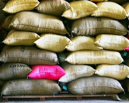 Mexico Oaxaca Pluma Sierra Sur Ozolotepec - 31320 - GrainPro Bags - SPOT SEAFORTH
