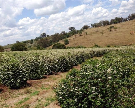 Brazil Santos SS GC 14/16 - *51879* - 26784-1 - 59.5 kg Bags - SPOT RCWHSE