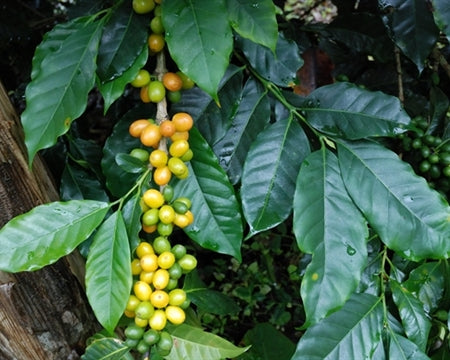 Brazil Santos SS GC 14/16 - *51879* - 26784-1 - 59.5 kg Bags - SPOT RCWHSE