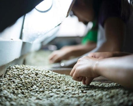 Sulawesi Toraja Sapan Minanga Grade 1 - *50696W* - 26632 - GrainPro Bags - SPOT COSEATAC