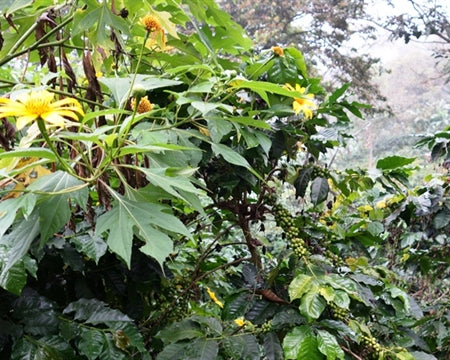 Sulawesi Toraja Sapan Minanga Grade 1 - 33686-1 - GrainPro Bags - SPOT COSEATAC