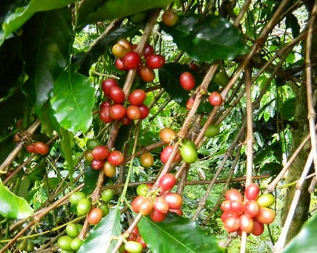 Sulawesi Toraja Sapan Minanga Grade 1 - *50698H* - 26630 - GrainPro Bags - SPOT DUPUYHOU