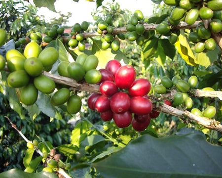 Sumatra Takengon Mandheling Grade 3 - *51724* - 24140 - SPOT COSEATAC