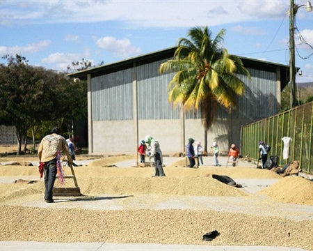 Nicaragua Segovia SHG EP - 28366-1 - SPOT COSEATAC