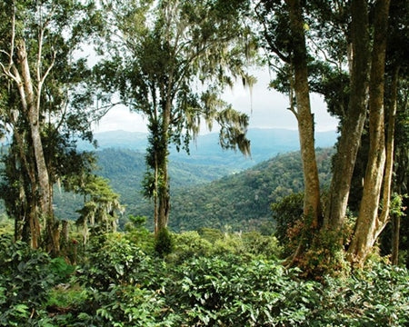 Nicaragua Segovia SHG EP - *51299* - 24417 - SPOT RCWHSE