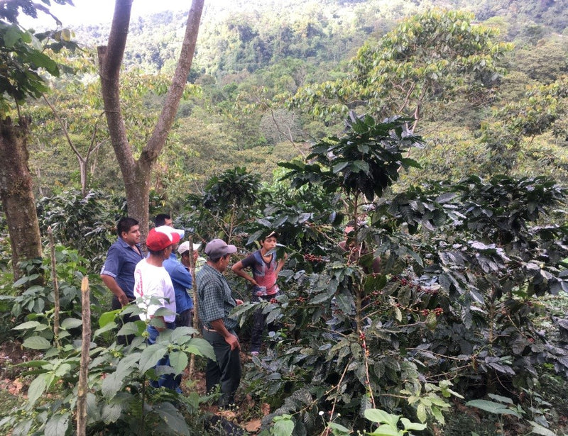 MEXICO ORGANIC CHIAPAS SERRANOS ALTURA HG EP - *49273* - 23666 - SPOT RCWHSE