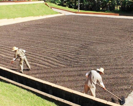 Brazil Sitio Seraozinho Natural Yellow Bourbon 16+ - 30194 - Videplast Bags - SPOT RCWHSE