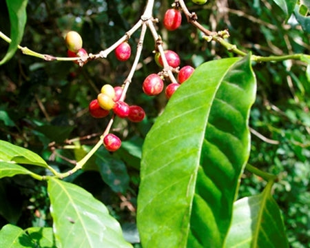 ETHIOPIA SIDAMA 2 WASHED ORGANIC SETAMO - 28836 - GrainPro Bags - SPOT DUPUYHOU
