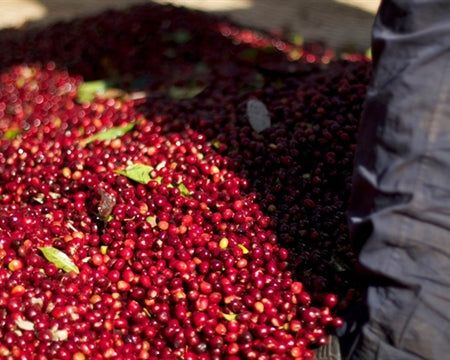 ETHIOPIA GUJI 1 NATURAL ORGANIC SHAKISO GATAME MUKA - *50773* - 25133 - GrainPro Bags - SPOT RCWHSE