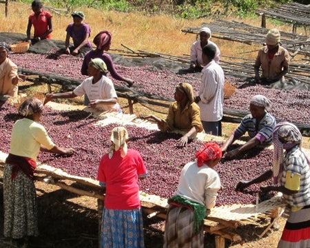 Ethiopia Sidamo 4 Natural - 33665 - Ecotact Bags - SPOT RCWHSE