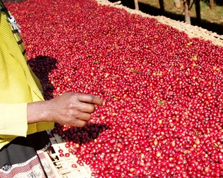 Decaf Ethiopia Sidamo 4 Natural Royal Select Water Process - 35208 - SPOT RCWHSE