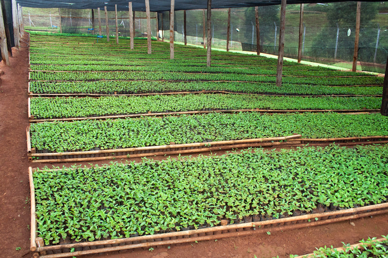 Uganda Bugisu Washed Double Picked AA - *42563* - 25196 - GrainPro Bags - SPOT RCWHSE