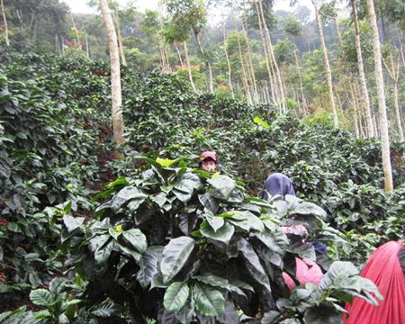 NICARAGUA FT ORGANIC SMBC UCA SAN JUAN RIO COCO SHG EP - *49580* - 24862 - Ecotact Bags - SPOT RCWHSE