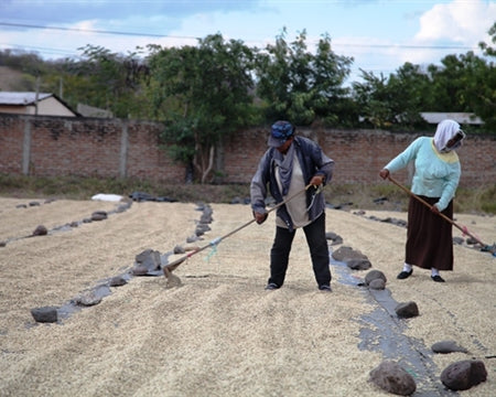 NICARAGUA FT ORGANIC SMBC UCA SAN JUAN RIO COCO SHG EP - *49580* - 24862 - Ecotact Bags - SPOT RCWHSE