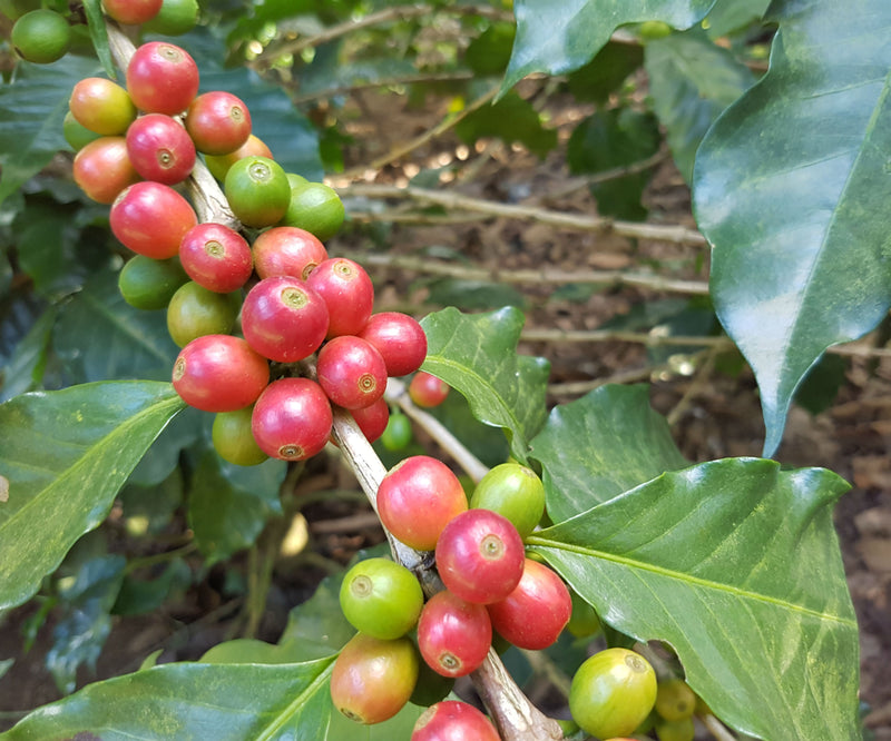 ETHIOPIA YIRGACHEFFE 3 NATURAL FT ORGANIC IDIDO - Lot 1 *48907* - 25854 - GrainPro Bags - SPOT RCWHSE