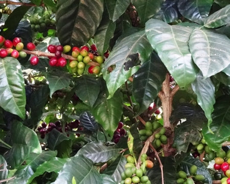 El Salvador Santa Leticia Natural Pacamara - *48585H* - 27678 - GrainPro Bags - SPOT DUPUYHOU