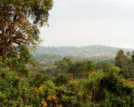 Ethiopia Sidama 4 Natural - 33751 - GrainPro Bags - SPOT RCWHSE