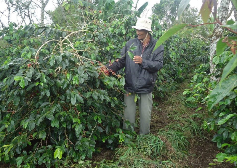 SUMATRA ORGANIC MANDHELING GRADE 1 - 36918 - SPOT RCWHSE
