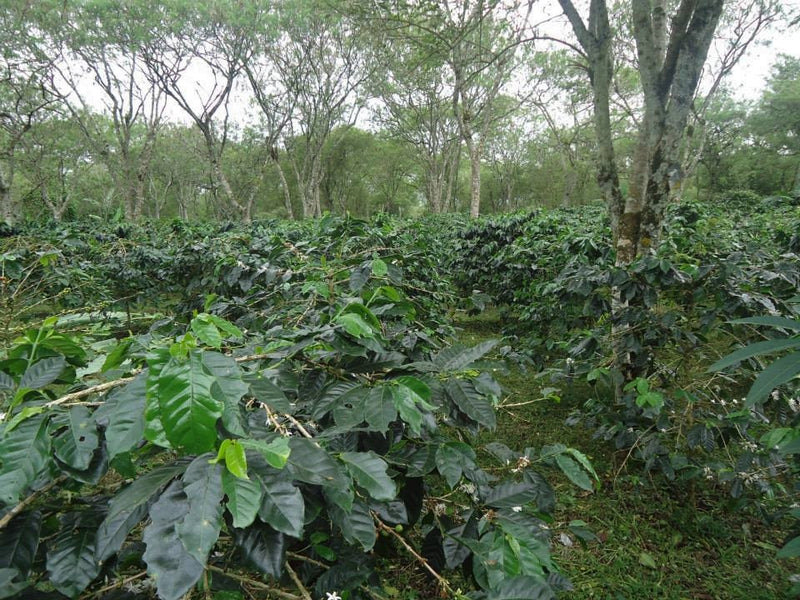 SUMATRA ORGANIC MANDHELING TRIPLE PICKED GRADE 1 - *51169* - 24703 - 70.0 kg Bags - SPOT RCWHSE