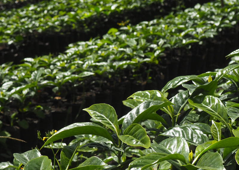SUMATRA ORGANIC MANDHELING GRADE 1 - 36918 - SPOT RCWHSE