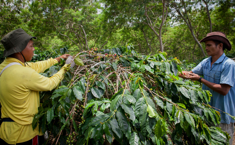 SUMATRA ORGANIC BENER MERIAH MANDHELING GRADE 1 - *51661* - 24162 - SPOT RCWHSE