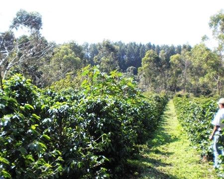 Colombia Lucero Supremo 17/18 - 30030-3 - 70.1 kg Bags - SPOT COSEATAC