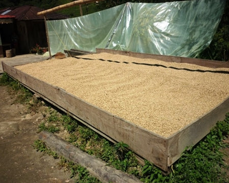 COLOMBIA FT-FLO ORGANIC SIERRA NEVADA AGROSEC - *51671* - 24469 - 69.8 kg Bags - SPOT RCWHSE